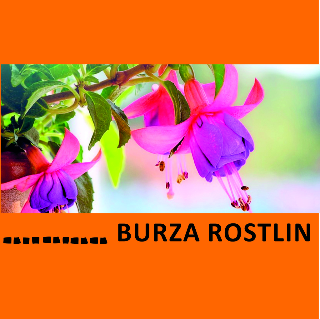 BURZA ROSTLIN